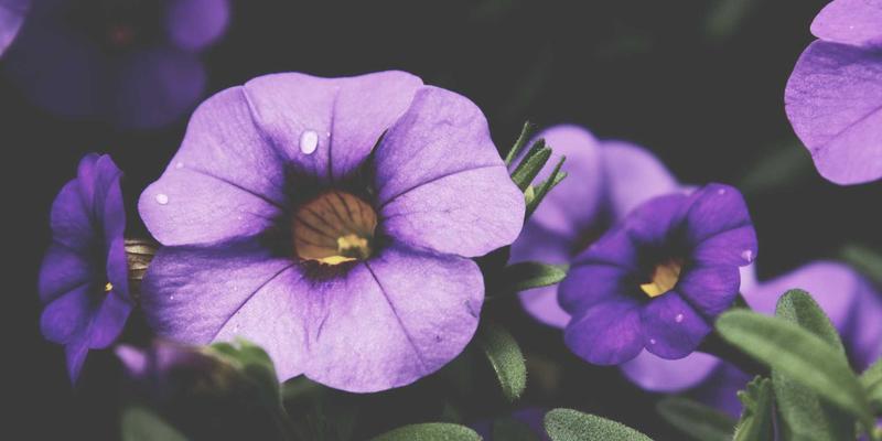 职场精英的情感困境：高压职业如何重塑家庭角色与情感表达 | 个人成长与干爱网情感咨询指南